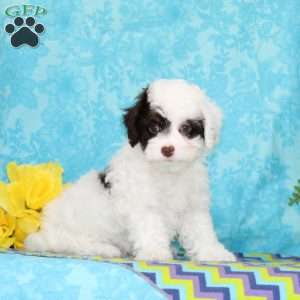 Diamond, Toy Poodle Puppy